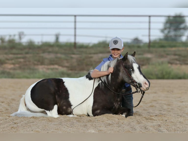 More ponies/small horses Gelding 6 years 9,2 hh Pinto in Mount Vernon