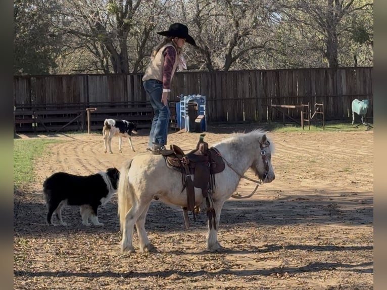 More ponies/small horses Gelding 6 years 9,2 hh Pinto in Weatherford