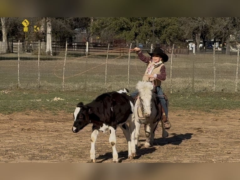 More ponies/small horses Gelding 6 years 9,2 hh Pinto in Weatherford