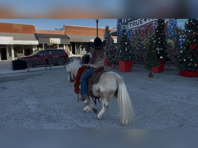 More ponies/small horses Gelding 6 years 9,2 hh Pinto in Weatherford