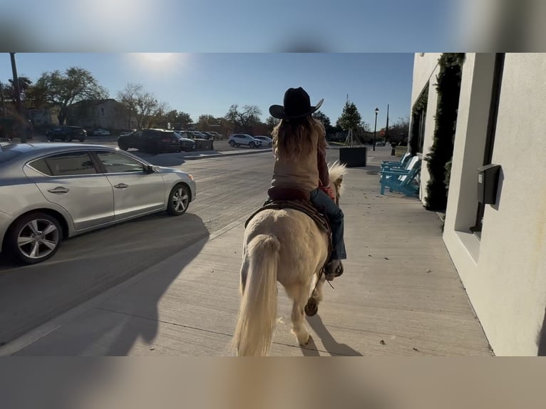 More ponies/small horses Gelding 6 years 9,2 hh Pinto in Weatherford