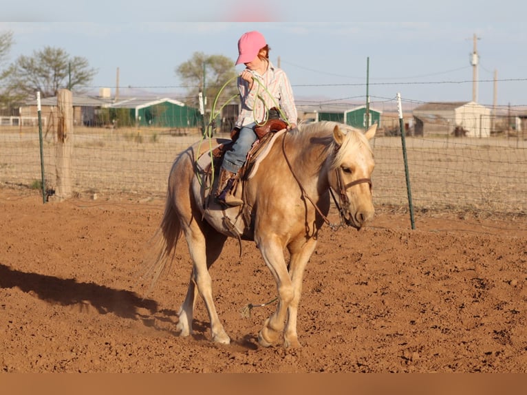More ponies/small horses Gelding 6 years Palomino in Edgewood
