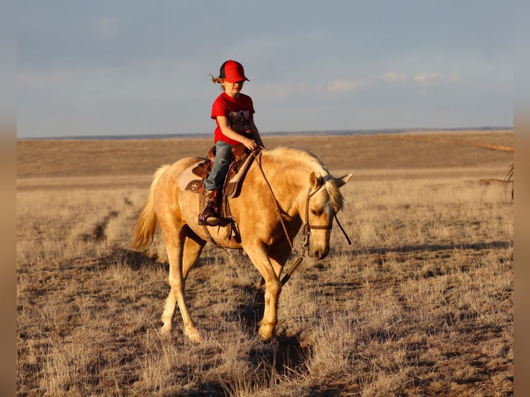 More ponies/small horses Gelding 6 years Palomino in Edgewood