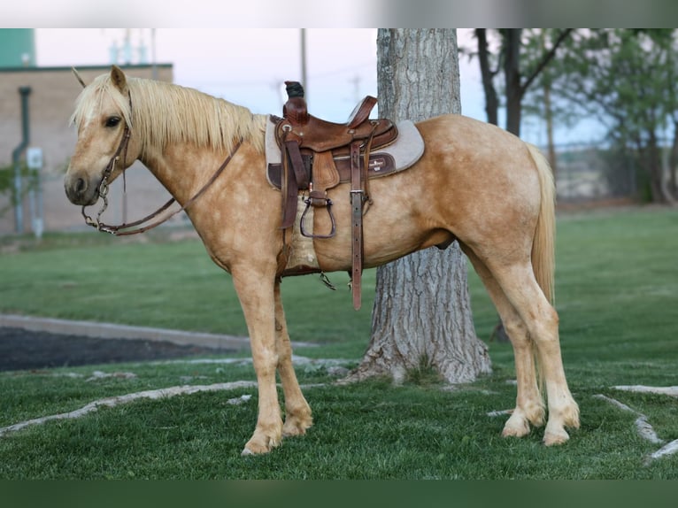 More ponies/small horses Gelding 6 years Palomino in Edgewood