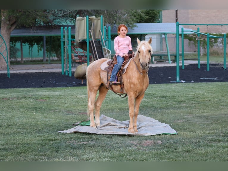 More ponies/small horses Gelding 6 years Palomino in Edgewood