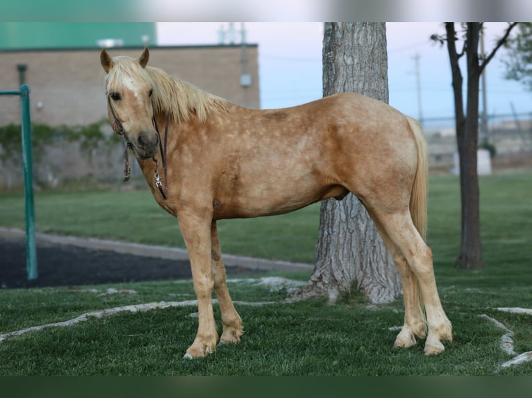 More ponies/small horses Gelding 6 years Palomino in Edgewood