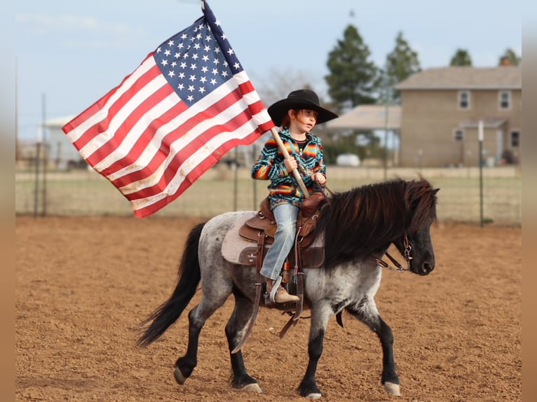 More ponies/small horses Gelding 7 years 10.1 hh Roan-Blue in Edgewood