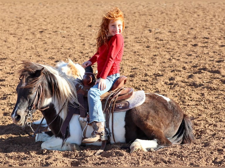 More ponies/small horses Gelding 7 years 10.2 hh Pinto in Edgewood