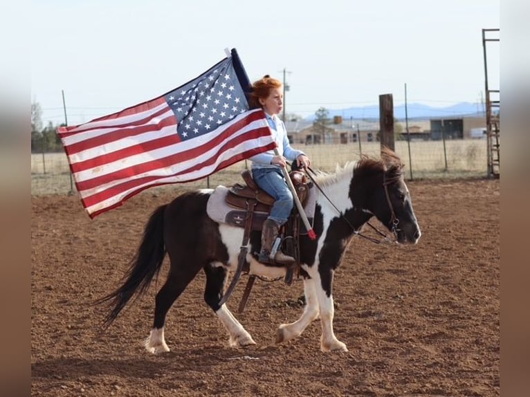 More ponies/small horses Gelding 7 years 10.2 hh Pinto in Edgewood