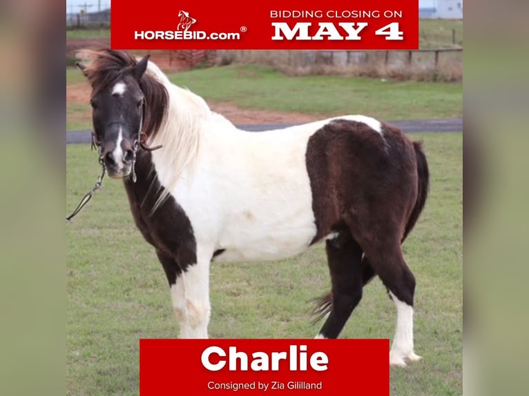 More ponies/small horses Gelding 7 years 10.2 hh Pinto in Edgewood