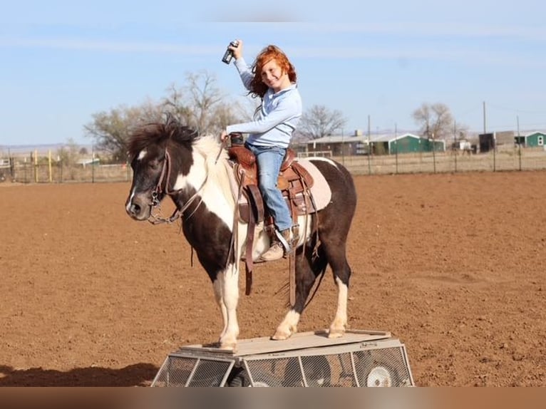More ponies/small horses Gelding 7 years 10.2 hh Pinto in Edgewood