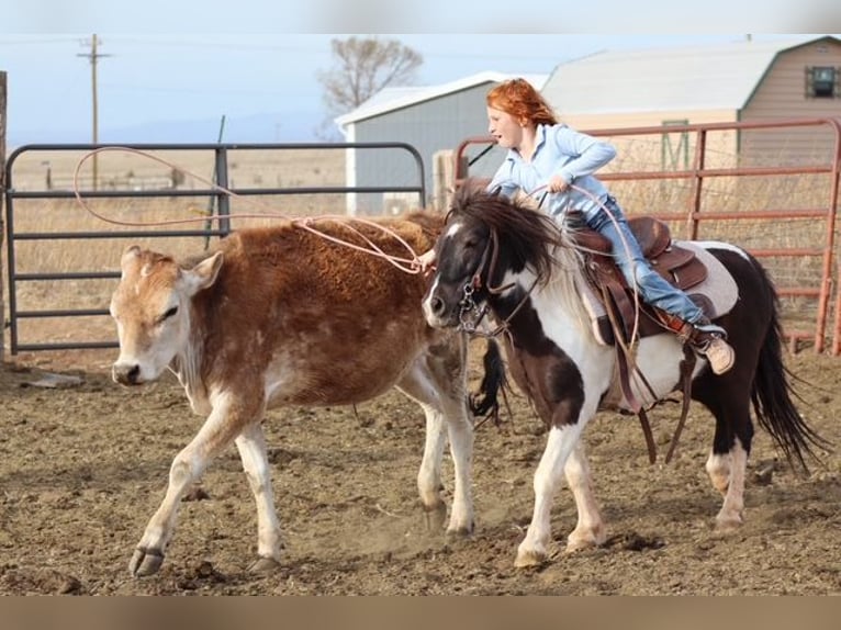 More ponies/small horses Gelding 7 years 10.2 hh Pinto in Edgewood