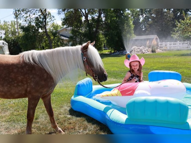 More ponies/small horses Gelding 7 years 10 hh Palomino in Congress