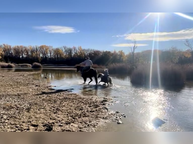 More ponies/small horses Gelding 7 years 10 hh Tobiano-all-colors in Sheffield, IA
