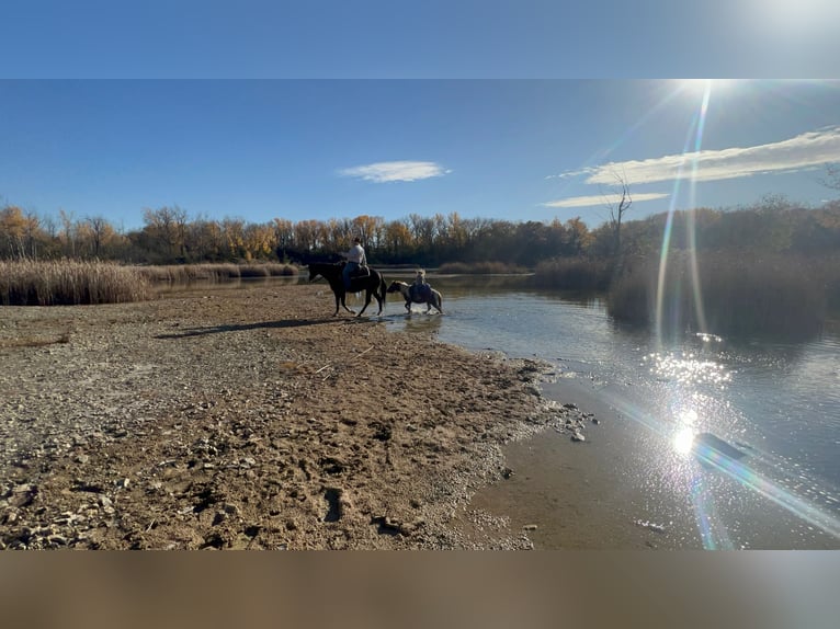 More ponies/small horses Gelding 7 years 10 hh Tobiano-all-colors in Sheffield, IA