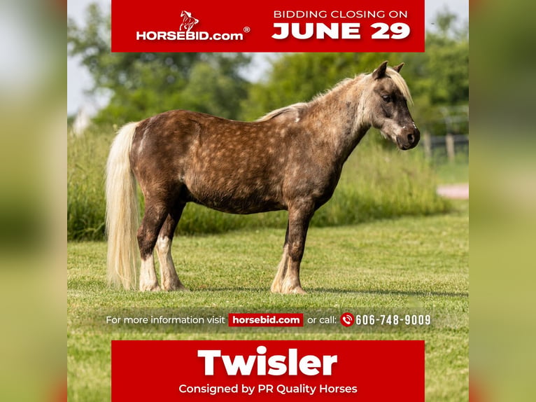 More ponies/small horses Gelding 7 years 10 hh  in Ewing