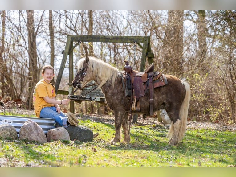 More ponies/small horses Gelding 7 years 10 hh  in Ewing