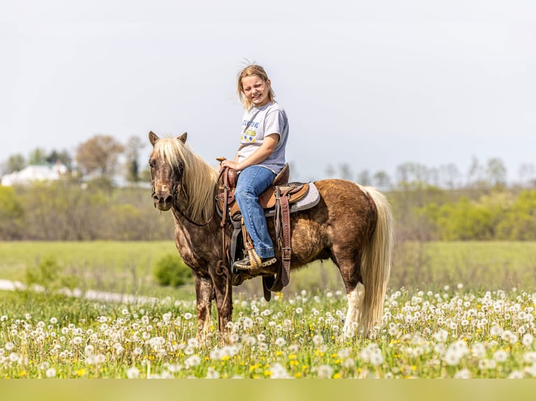 More ponies/small horses Gelding 7 years 10 hh  in Ewing