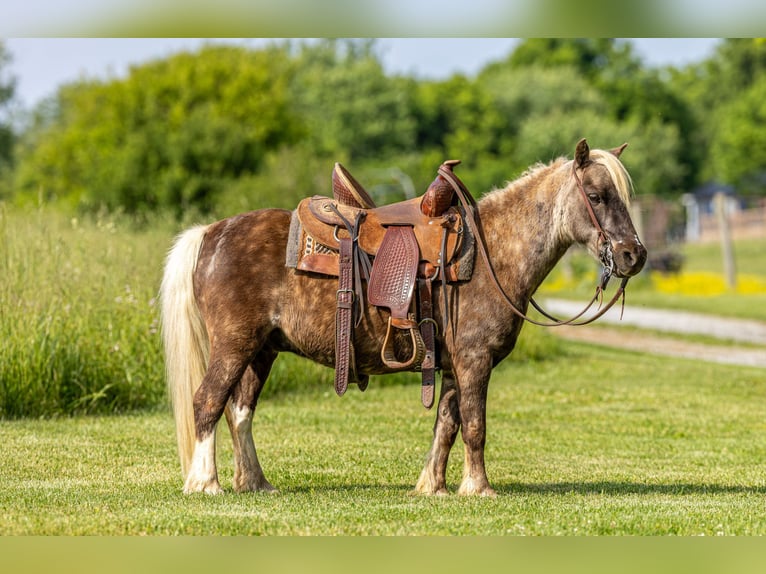 More ponies/small horses Gelding 7 years 10 hh  in Ewing