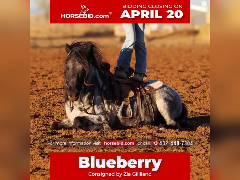 More ponies/small horses Gelding 7 years 10,1 hh Roan-Blue in Edgewood