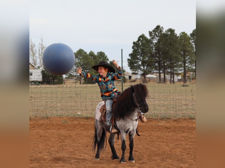 More ponies/small horses Gelding 7 years 10,1 hh Roan-Blue in Edgewood