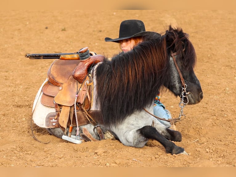 More ponies/small horses Gelding 7 years 10,1 hh Roan-Blue in Edgewood