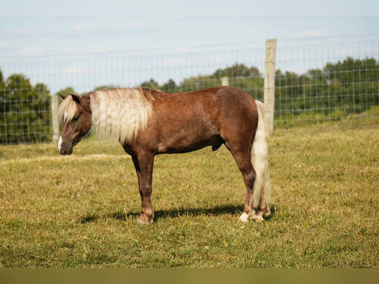 More ponies/small horses Gelding 7 years 10,1 hh in Fresno