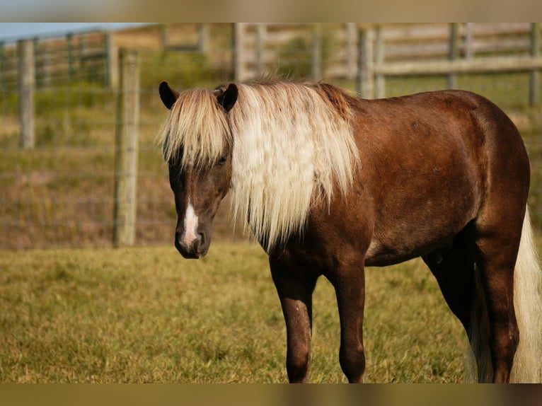 More ponies/small horses Gelding 7 years 10,1 hh in Fresno