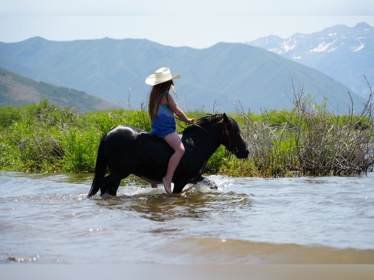More ponies/small horses Gelding 7 years 10,2 hh Black in Heber City