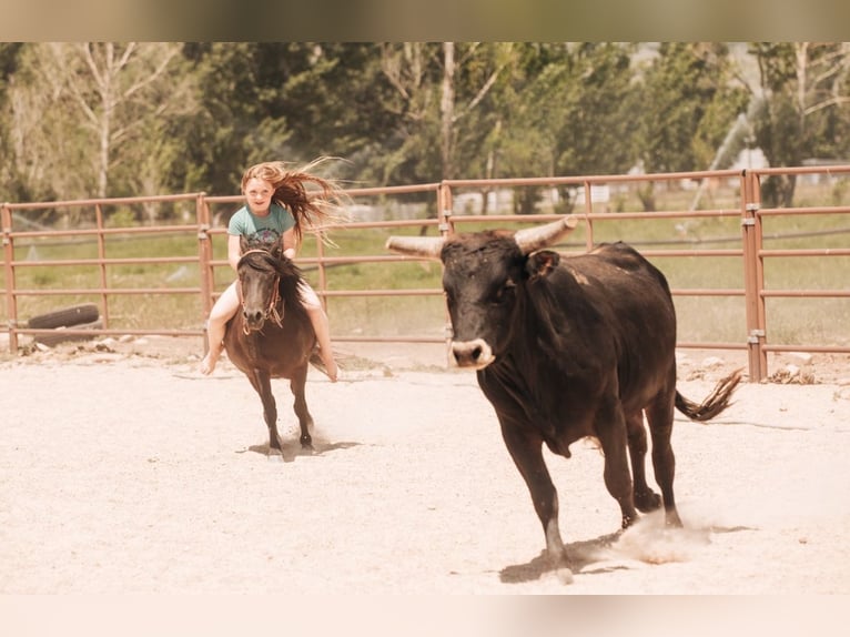 More ponies/small horses Gelding 7 years 10,2 hh Black in Heber City