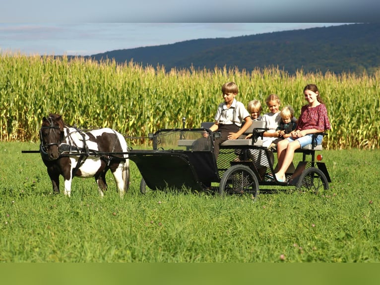 More ponies/small horses Gelding 7 years 10,3 hh Pinto in Rebersburg