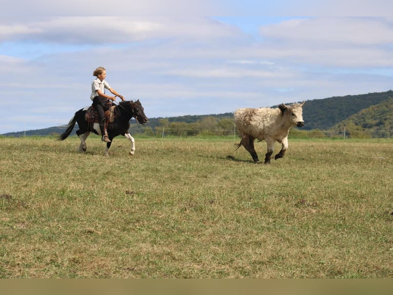More ponies/small horses Gelding 7 years 10,3 hh Pinto in Rebersburg