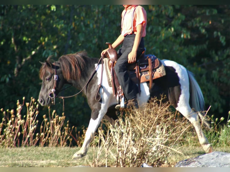 More ponies/small horses Gelding 7 years 10,3 hh Pinto in Rebersburg