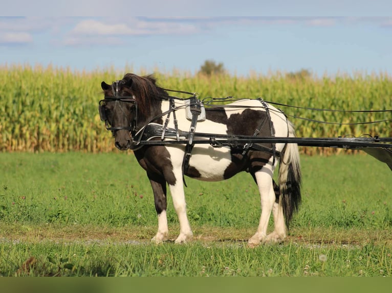 More ponies/small horses Gelding 7 years 10,3 hh Pinto in Rebersburg