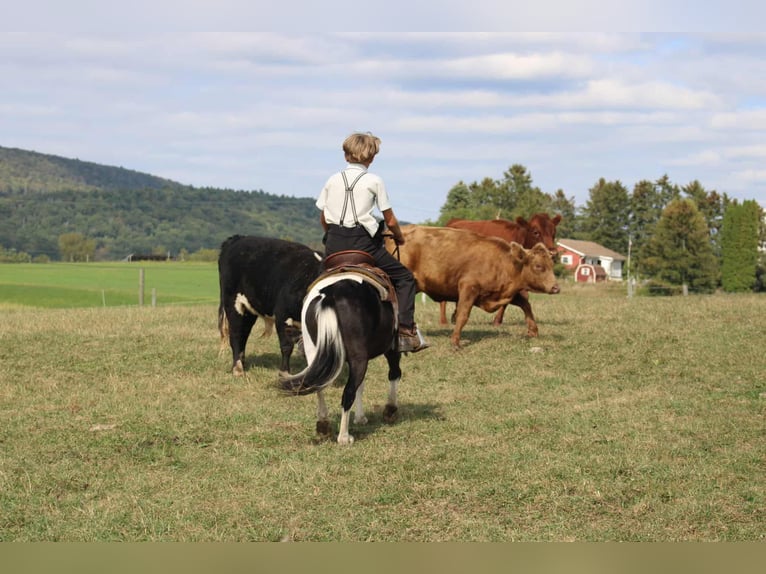 More ponies/small horses Gelding 7 years 10,3 hh Pinto in Rebersburg