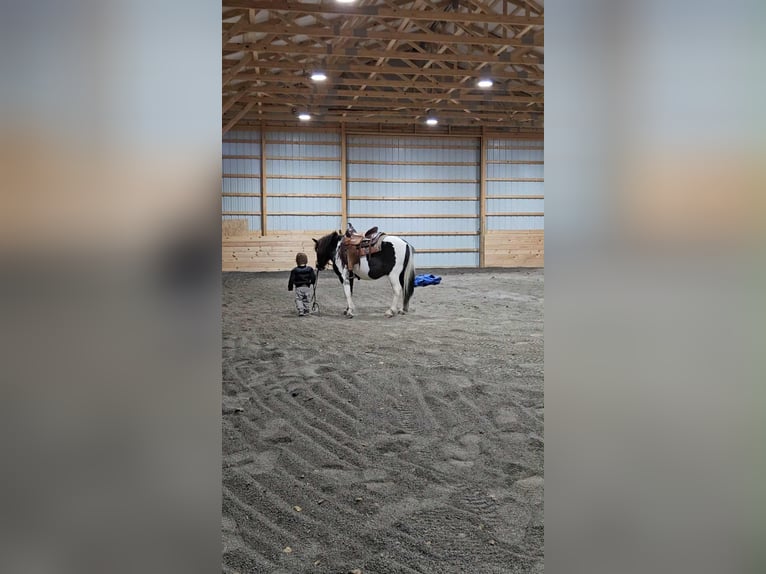 More ponies/small horses Gelding 7 years 10,3 hh Pinto in Rebersburg