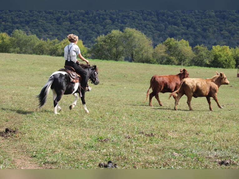 More ponies/small horses Gelding 7 years 10,3 hh Pinto in Rebersburg
