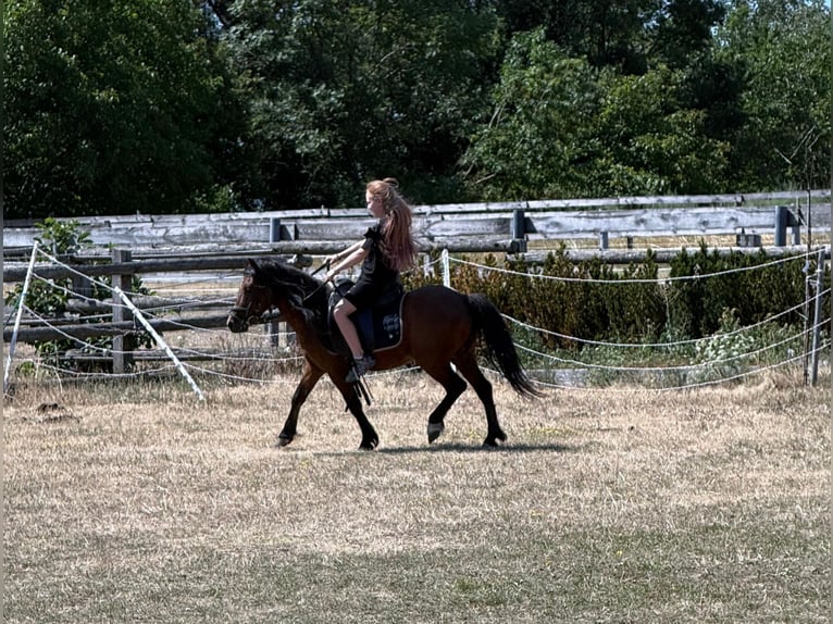 More ponies/small horses Gelding 7 years 11.1 hh Brown in Rechnitz