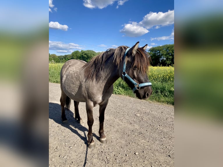 More ponies/small horses Gelding 7 years 11.2 hh Dun in Salzgitter
