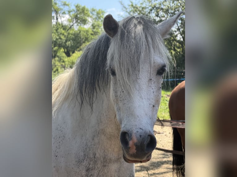 More ponies/small horses Gelding 7 years 11.2 hh Grey-Dapple in Zalascany
