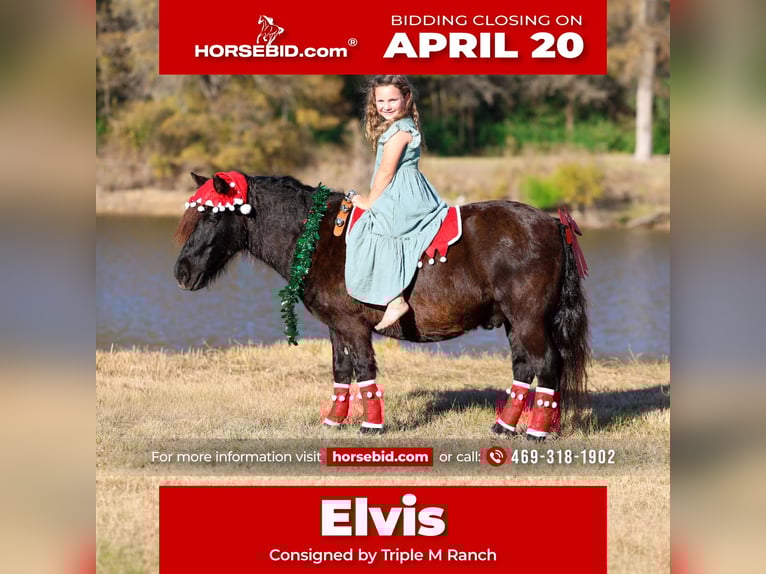 More ponies/small horses Gelding 7 years 11 hh Black in Forney