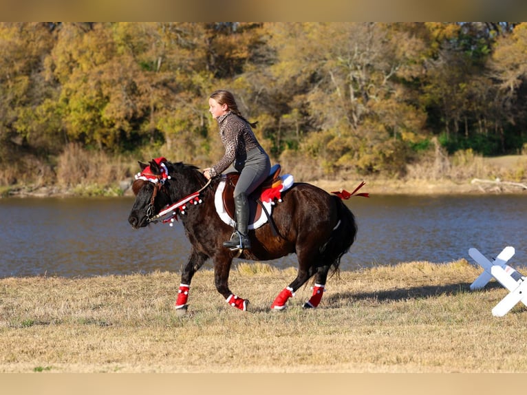 More ponies/small horses Gelding 7 years 11 hh Black in Forney
