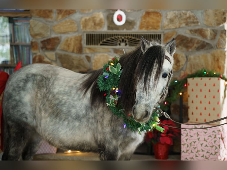 More ponies/small horses Gelding 7 years 11 hh Grey in Bristolville