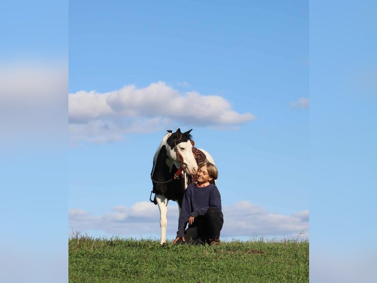 More ponies/small horses Gelding 7 years 11 hh Pinto in Rebersburg