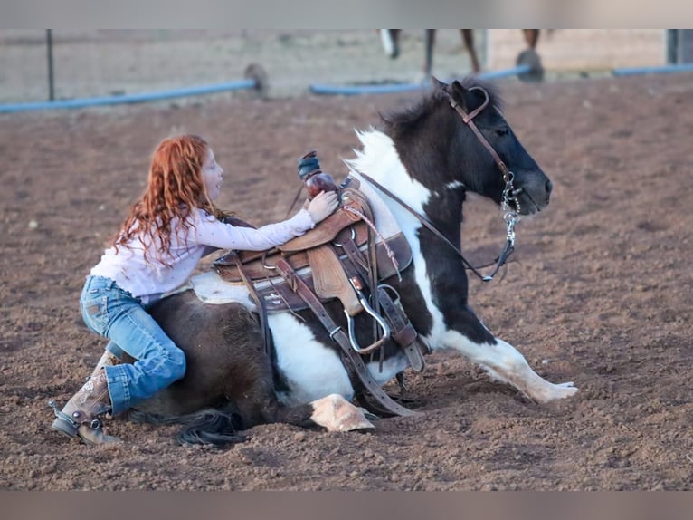 More ponies/small horses Gelding 7 years 11 hh Pinto in Edgewood