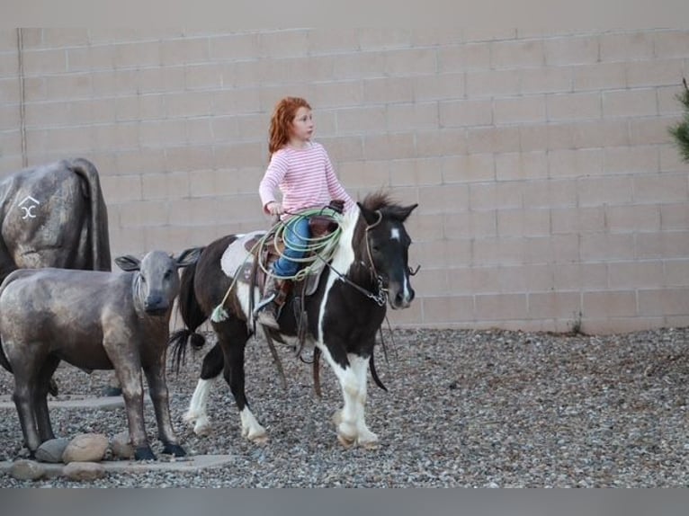 More ponies/small horses Gelding 7 years 11 hh Pinto in Edgewood