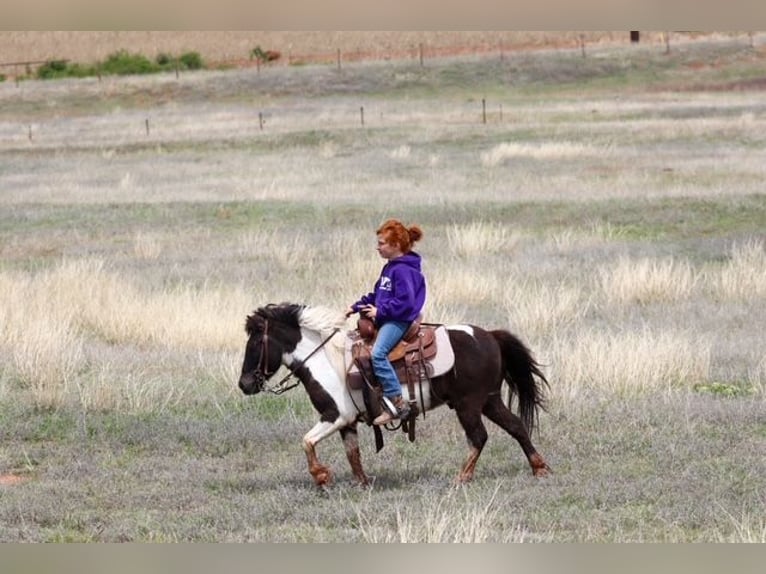 More ponies/small horses Gelding 7 years 11 hh Pinto in Edgewood