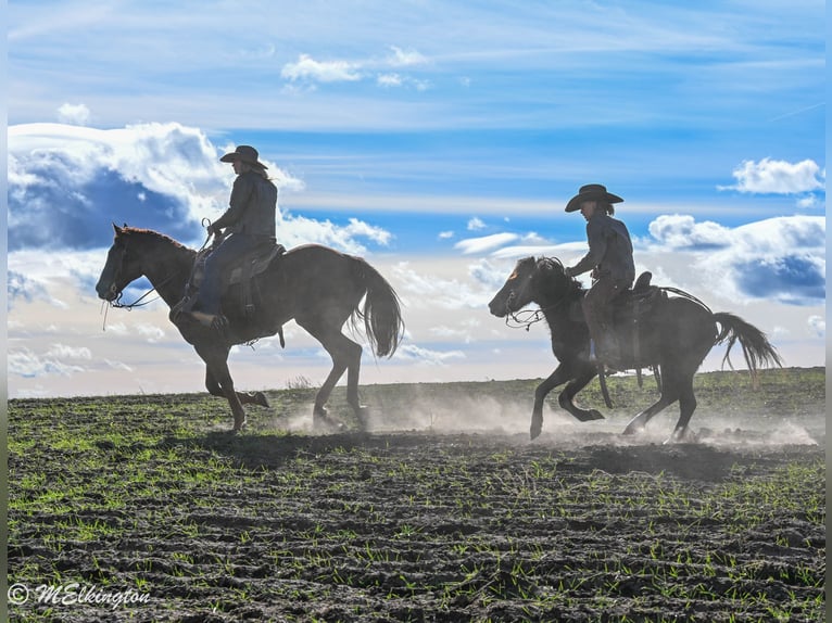 More ponies/small horses Gelding 7 years 11,1 hh Black in Rigby