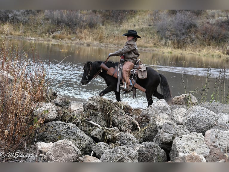 More ponies/small horses Gelding 7 years 11,1 hh Black in Rigby