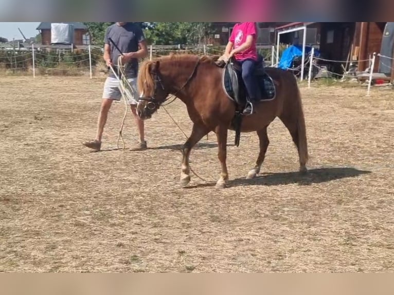 More ponies/small horses Gelding 7 years 12.1 hh Chestnut-Red in Rechnitz